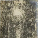 Locust Avenue by Kentucky Library Research Collections