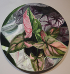 Plant Study in Oil (Syngonium Pink Splash) by Mary Kate Dilamarter
