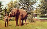 Blondie, the Elephant by WKU Library Special Collections