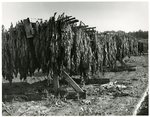 Tobacco Drying by Donn Miertl