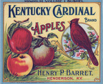 Kentucky Cardinal Apples by Henry P. Barret