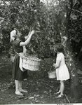 Picking Coffee Beans by WKU Library Special Collections