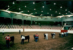 Livestock Judging by WKU Archives